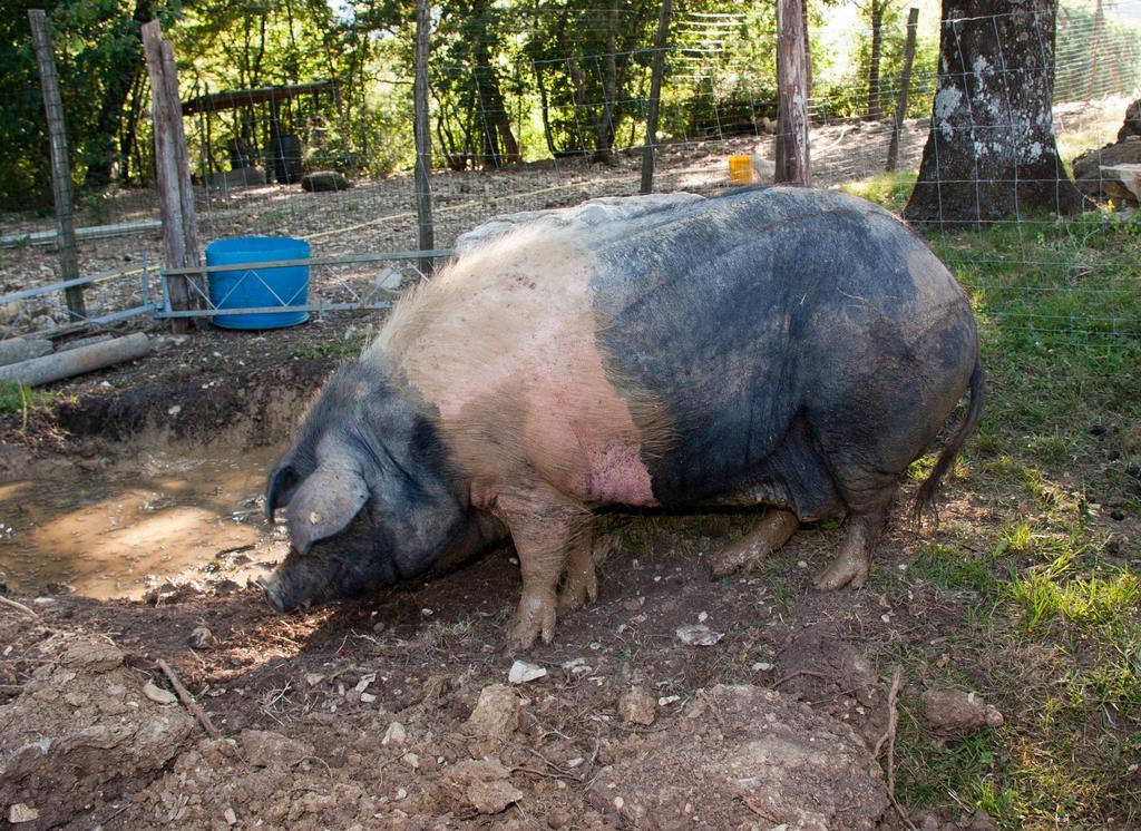 바르베리노 디 무겔로 Agriturismo Massoserpente 빌라 외부 사진